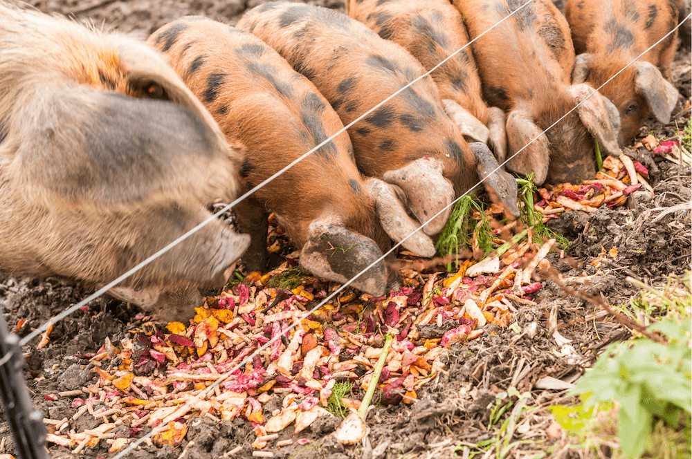 Several pigs eating produce