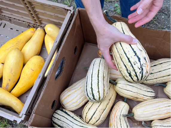 A person picking up fresh gourds